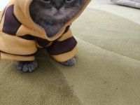 Scottish Fold Dişi 3,5 Aylık