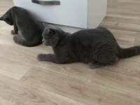 Safkan British Shorthair Yavru Kedimiz