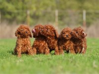 Micro ayarında poodle yavrularımız