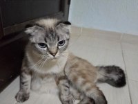 Ücretsiz sahiplendirme scottish fold kedim