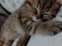 Dişi Masum Tatlı Kedimiz