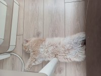 6 Aylık British Longhair