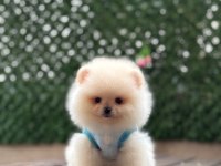 Dişi ve erkek pomeranian yavrularım