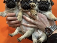 Ev doğumlu pug yavrular