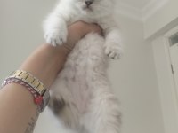 Show Kalite Bebek Kediler