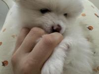 5 Pomeranian Yavrumuza Aile Arıyoruz
