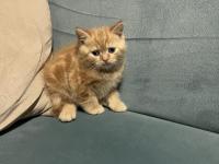40 günlük british shorthair bebişlerimiz yeni yuvalarını arıyor