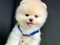Safkan pomeranian boo yavru köpekler