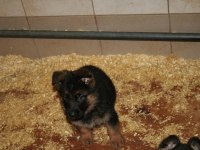 Alman Çoban Köpeği Yavruları