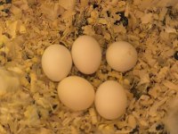 Sağlıklı Çift Muhabbet Kuşu Yumurtalı