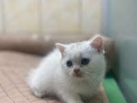 K9 avrupa çiftliğinden ırk ve sağlık garantili british ve scottish yavruları