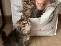 Orjinal Irkta Nadir Bulunan Bir Cins British Longhair