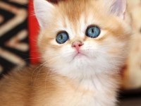 Efsanevi Güzellikte Golden British Shorthair