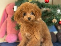Mini Teddy Poodle