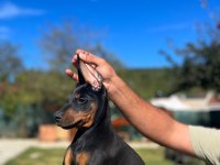 King Doberman Bebekler