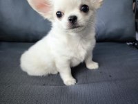 Beyaz Uzun Tüylü Erek Chihuahua Yavrusu
