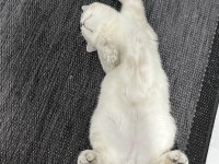 Eşyalarıyla Birlikte Ücretsiz Kedimiz Herşeyi Tamdır