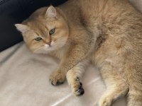 British Shorthair Prenses Manolya
