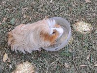 Sheltie Irk Ginepig