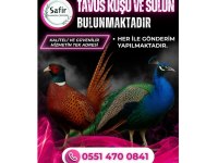 Tavus kuşu ve sülün