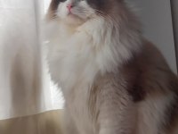 Ragdolltown - Kedi Kasabası