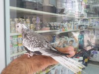 Wifi Pied Sultan Papağanı Tahminen Erkek