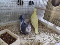 Tek Veya Çift Sultan Papağanları