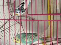 Muhabbet Kuşları Takım