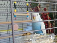 Konuşturmak İçin Tam Zamanı Muhabbet Kuşu