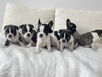 Üst Düzey Kalite Renkli Gözlü French Bulldog Yavrularım