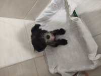 Tüysüz çin köpeği chinese crested