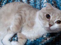 Kedimiz fındık sahibini arıyor