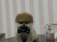 3 Aylık Pomeranian