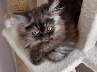 Orjinal ev iran kedisi