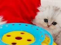 British Longhair Ns11 Silver Kızımız