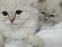 Safkan british kediler göz bebeklerimiz