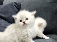 Scottish Straight Ve Fold Yavrular