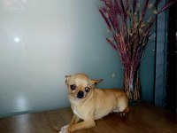 2 Yaşında Sarı Prenses Şivavamız