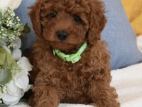 Irk Ve Sağlık Garantili Poodle Bebekler