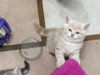 2 aylık british shorthair yavrularımız