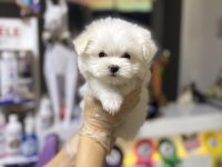 Orjinal maltese bebiş köpekler