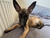 2 Aylık Safkan Dişi Belçika Kurdu Yavrumuz