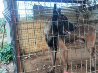 Kişi Ve Alan Koruma İçin Belçika Kurdu