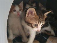 Van Kedisi Kırması 5 Tane Yavru Kedimiz