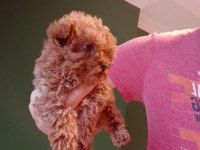 Mini Teacup Poodle Yavrumuz