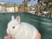 Orijinal safkan cüce tavşanlar
