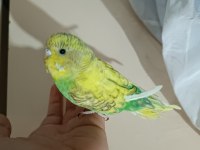 5 aylık dişi muhabbet kuşu (açıklamayı okuyun)