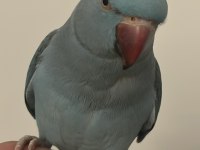 El besleme mavi mutasyon pakistan papağanı