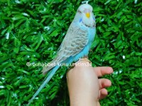 Ele Gelen Akıllı Uysal Muhabbet Kuşları
