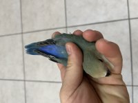 Yeni Yeme Düşmüş Isırma Bilmeyen Sevda Papağanları